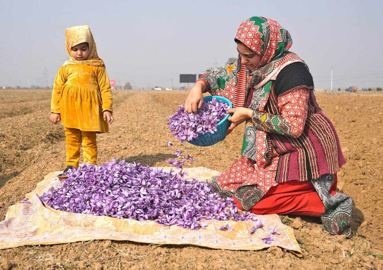 Saffron