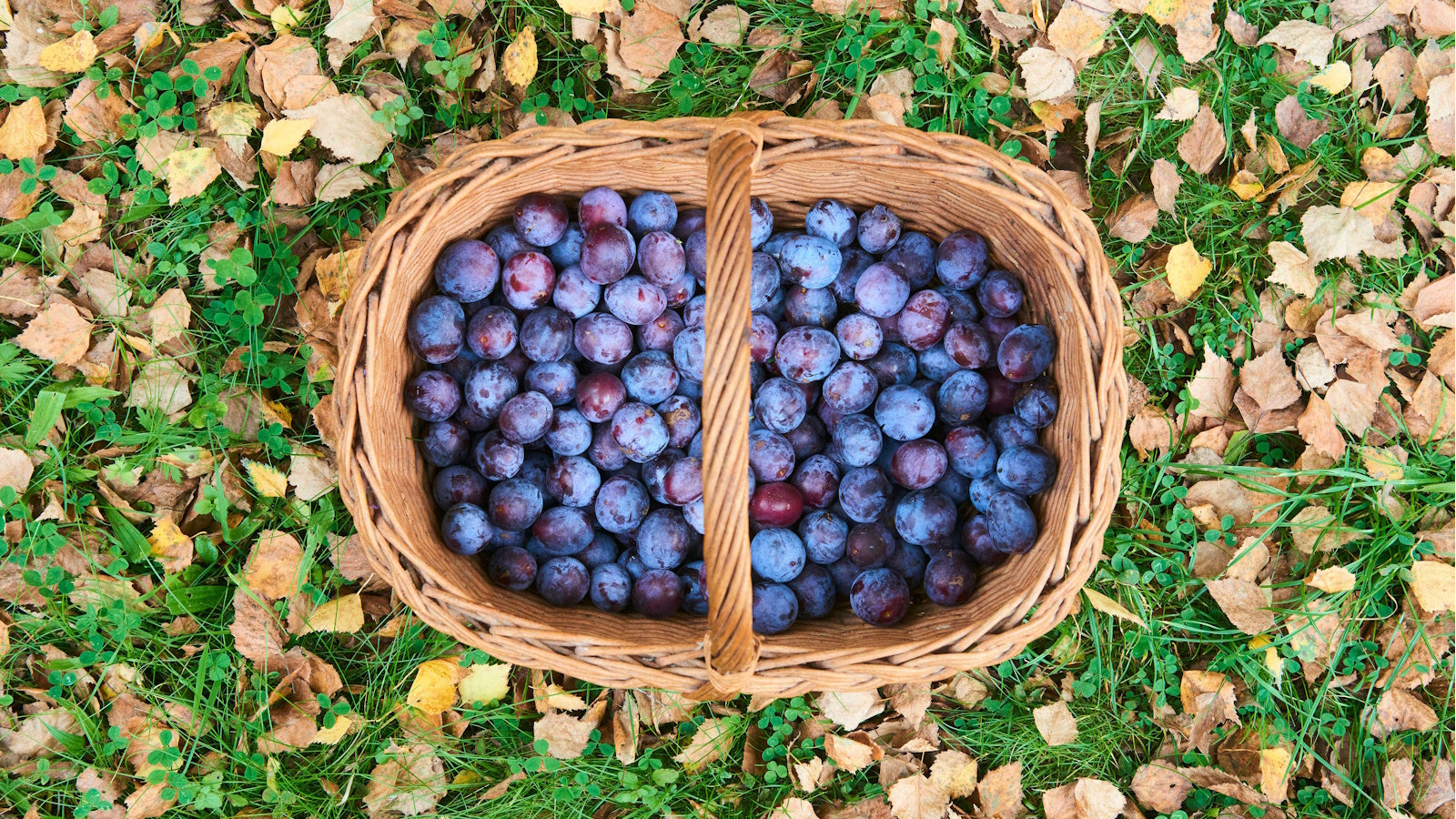 Blue berries plum