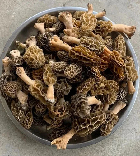 Kashmiri dry mashroom