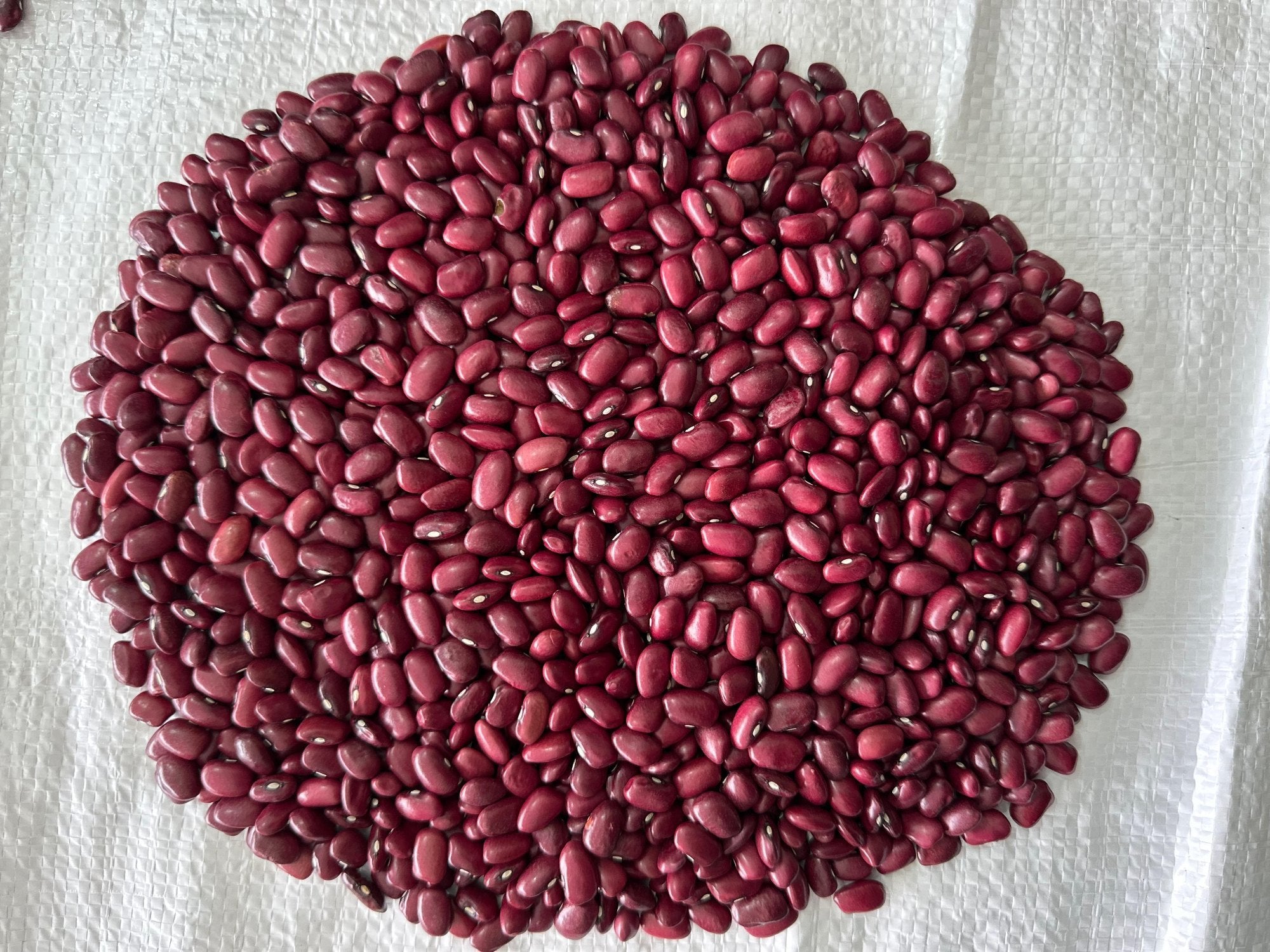 Kashmiri mountain Rajma