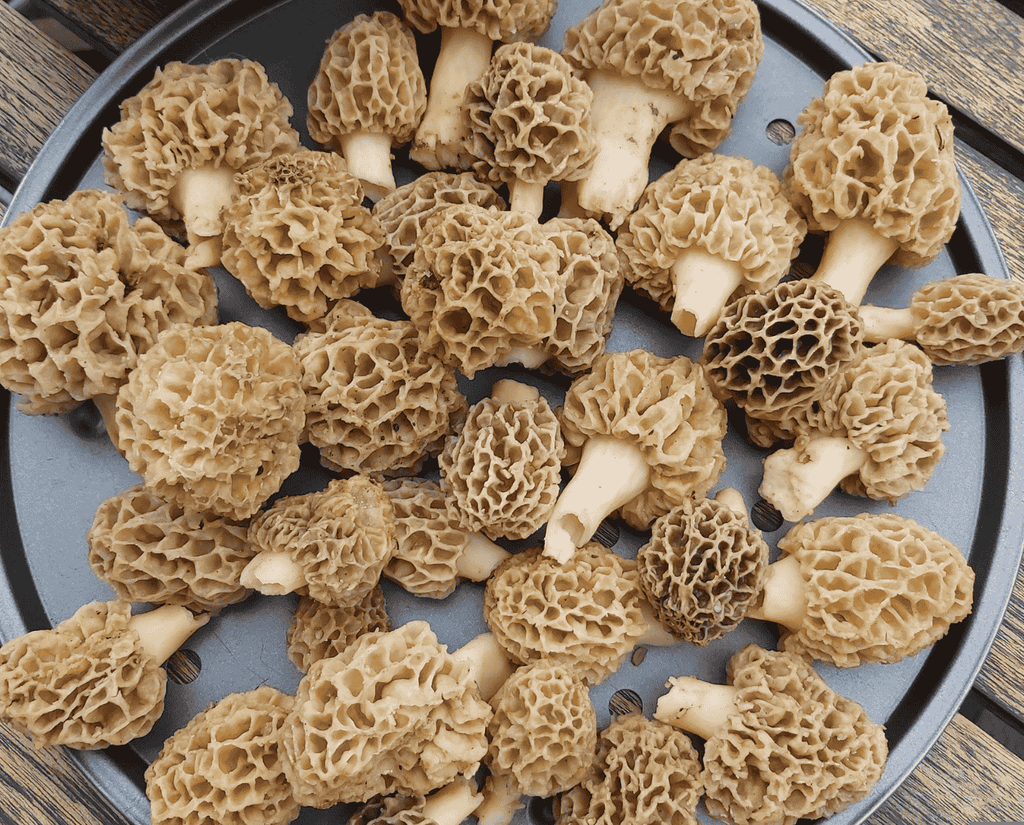 Kashmiri dry mashroom