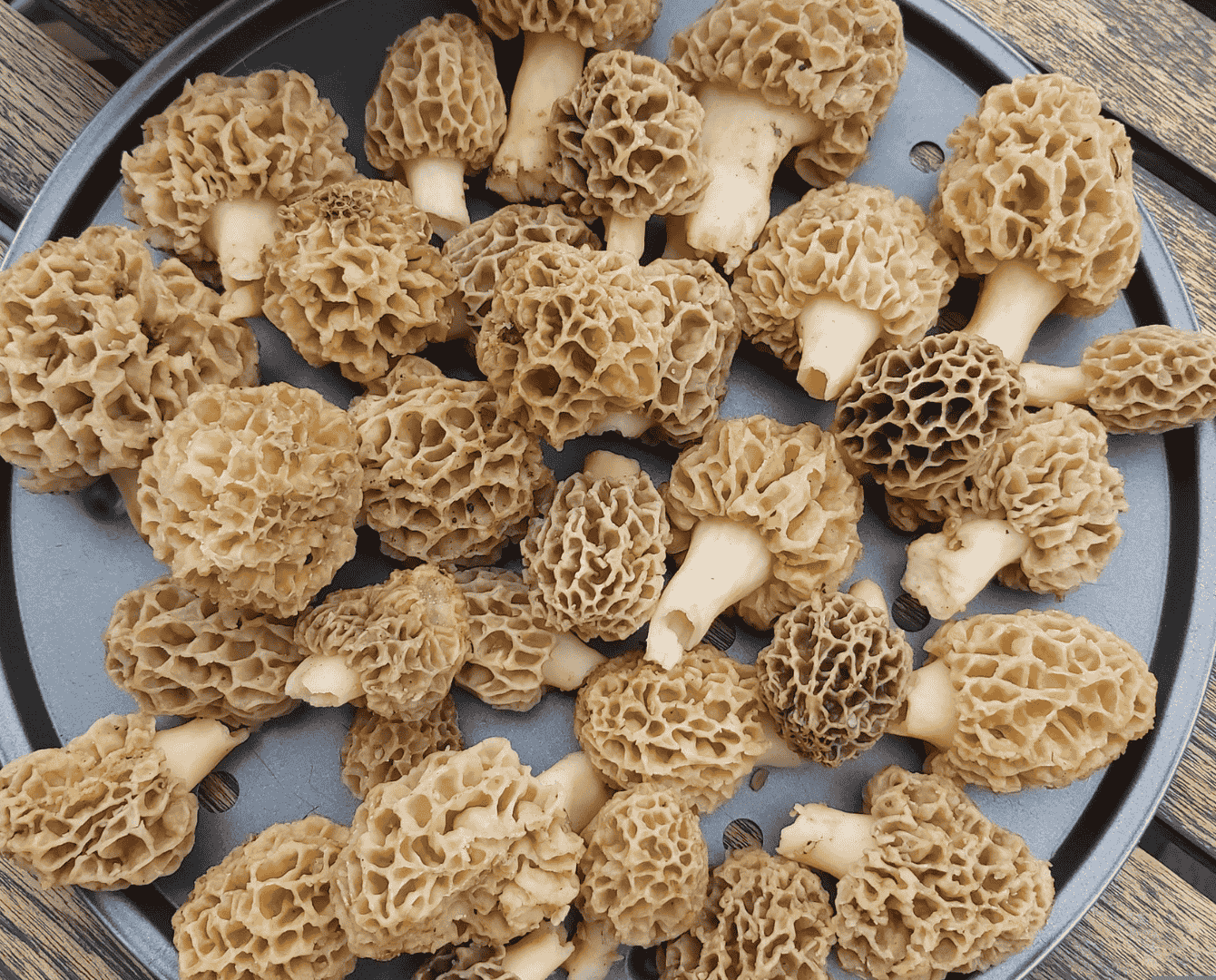 Kashmiri dry mashroom